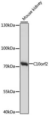 Western Blot: PEO1 AntibodyAzide and BSA Free [NBP2-94125]