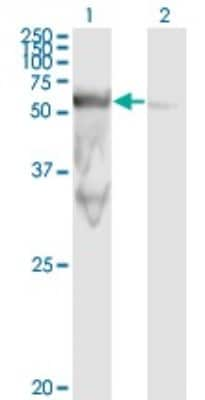 Western Blot: PEPD Antibody (1D5-H3) [H00005184-M01]