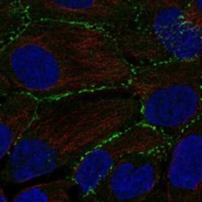 Immunocytochemistry/ Immunofluorescence: PEPP3 Antibody [NBP3-17908]