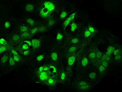 Immunocytochemistry/ Immunofluorescence: PEPT1/SLC15A1 Antibody [NBP2-98544]