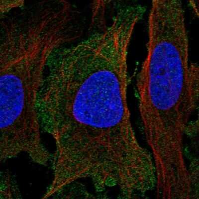 Immunocytochemistry/ Immunofluorescence: PER1 Antibody [NBP2-57005]