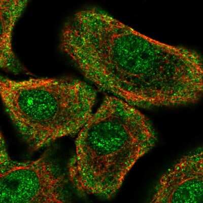 Immunocytochemistry/ Immunofluorescence: PER1 Antibody [NBP2-57816]