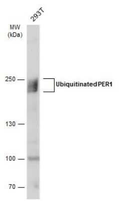 Western Blot: PER1 Antibody [NBP3-12882]