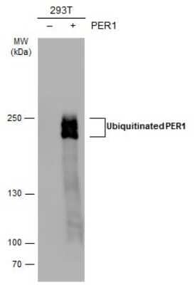 Western Blot: PER1 Antibody [NBP3-12882]