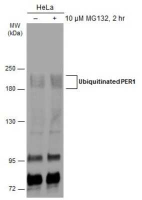 Western Blot: PER1 Antibody [NBP3-12882]