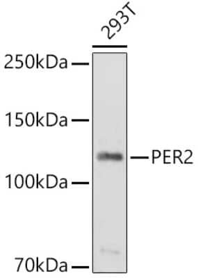 Western Blot: PER2 AntibodyAzide and BSA Free [NBP2-94634]