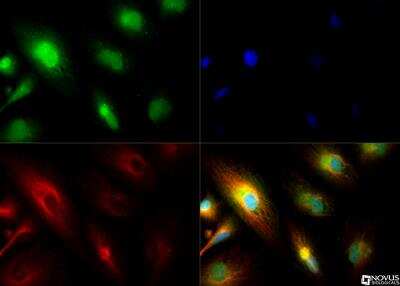 Immunocytochemistry/ Immunofluorescence: PER2 Antibody - BSA Free [NB100-125]