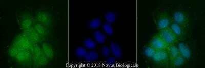 Immunocytochemistry/ Immunofluorescence: PER2 Antibody - BSA Free [NB100-125]
