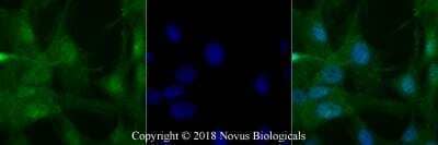 Immunocytochemistry/ Immunofluorescence: PER2 Antibody - BSA Free [NB100-125]