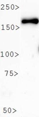 Western Blot: PER2 AntibodyBSA Free [NB100-125]