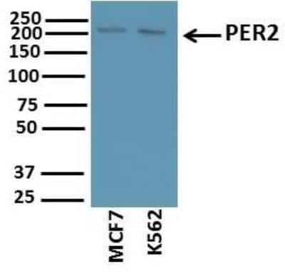 Western Blot: PER2 AntibodyBSA Free [NB100-125]