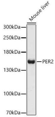 Western Blot: PER2 AntibodyAzide and BSA Free [NBP2-93587]