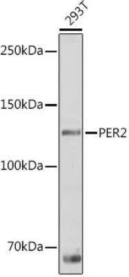 Western Blot: PER2 AntibodyAzide and BSA Free [NBP2-93587]