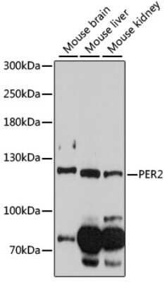 Western Blot: PER2 AntibodyAzide and BSA Free [NBP2-94809]