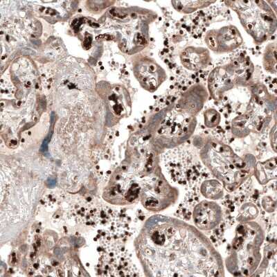 Immunohistochemistry-Paraffin: PER3 Antibody [NBP1-86436]
