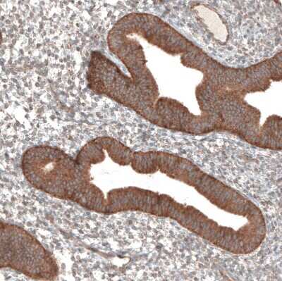 Immunohistochemistry-Paraffin: PER3 Antibody [NBP1-86436]