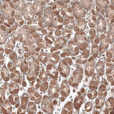Immunohistochemistry-Paraffin: PER3 Antibody [NBP1-86436]