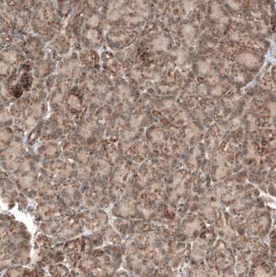 Immunohistochemistry-Paraffin: PER3 Antibody [NBP1-86436]