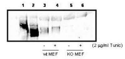 Western Blot: PERK Antibody [NBP1-78017]