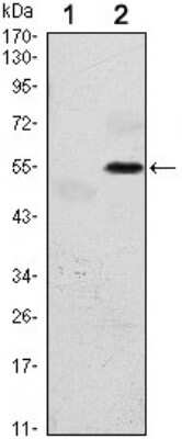 Western Blot: PERK Antibody (5G5)BSA Free [NBP1-51661]