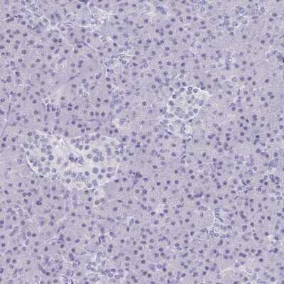 Immunohistochemistry-Paraffin: PERM1 Antibody [NBP1-93520]