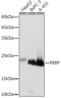 Western Blot: PERP Antibody (1O3L5) [NBP3-16617]