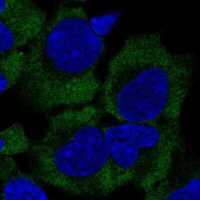 Immunocytochemistry/ Immunofluorescence: PERQ2 Antibody [NBP2-56704]