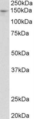 Western Blot: PEX1 Antibody [NBP1-49881]