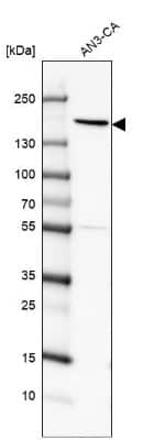 Western Blot: PEX1 Antibody [NBP1-80577]