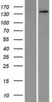 Western Blot: PEX1 Overexpression Lysate [NBP2-09026]