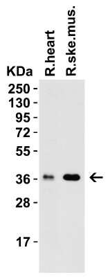 Western Blot: PEX10 AntibodyBSA Free [NBP3-18137]