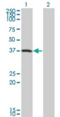 Western Blot: PEX10 Antibody (1B8) [H00005192-M01]