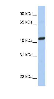 Western Blot: PEX10 Antibody [NBP1-60050]