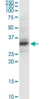 Western Blot: PEX11A Antibody (3B1) [H00008800-M04]