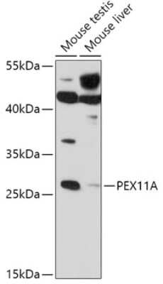 Western Blot: PEX11A AntibodyAzide and BSA Free [NBP2-94259]