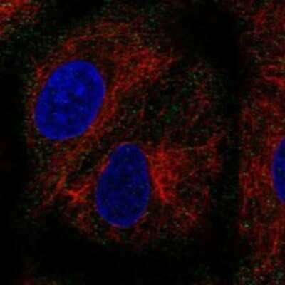 Immunocytochemistry/ Immunofluorescence: PEX11B Antibody [NBP3-17415]