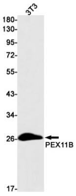 Western Blot: PEX11B Antibody (S09-7B4) [NBP3-19737]