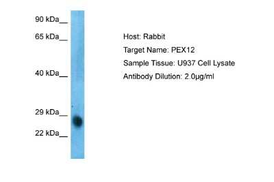 Western Blot: PEX12 Antibody [NBP2-88038]