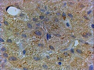 Immunohistochemistry-Paraffin: PEX13 Antibody [NB100-1208]