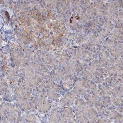 Immunohistochemistry-Paraffin: PEX13 Antibody [NBP1-86321]