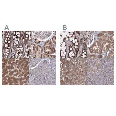 Immunohistochemistry-Paraffin: PEX13 Antibody [NBP1-86321]