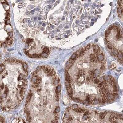 Immunohistochemistry-Paraffin: PEX13 Antibody [NBP1-86321]