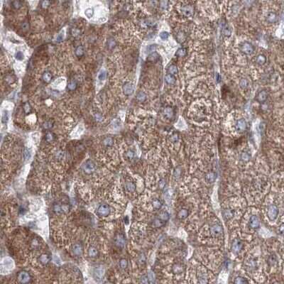 Immunohistochemistry-Paraffin: PEX13 Antibody [NBP2-38204]