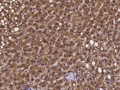 Immunohistochemistry-Paraffin: PEX13 Antibody [NBP2-97247]