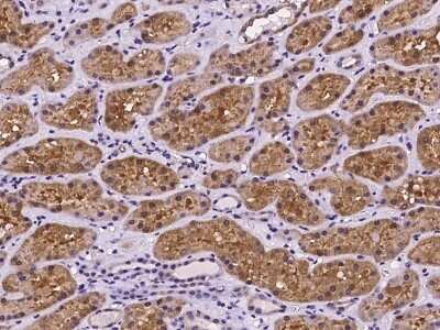 Immunohistochemistry-Paraffin: PEX13 Antibody [NBP2-97247]