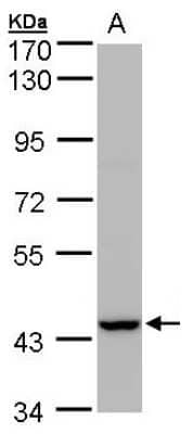 Western Blot: PEX13 Antibody [NBP1-31032]