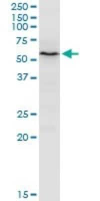 Western Blot: PEX14 Antibody [H00005195-B01P]