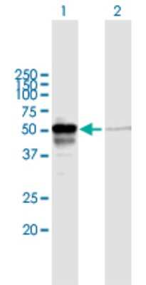 Western Blot: PEX14 Antibody [H00005195-B01P]