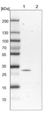 Western Blot: PEX16 Antibody [NBP1-85828]