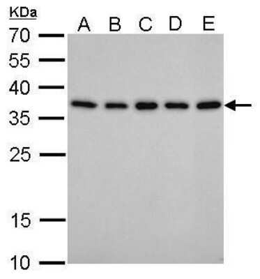 Western Blot: PEX19 Antibody (533) [NBP2-43757]